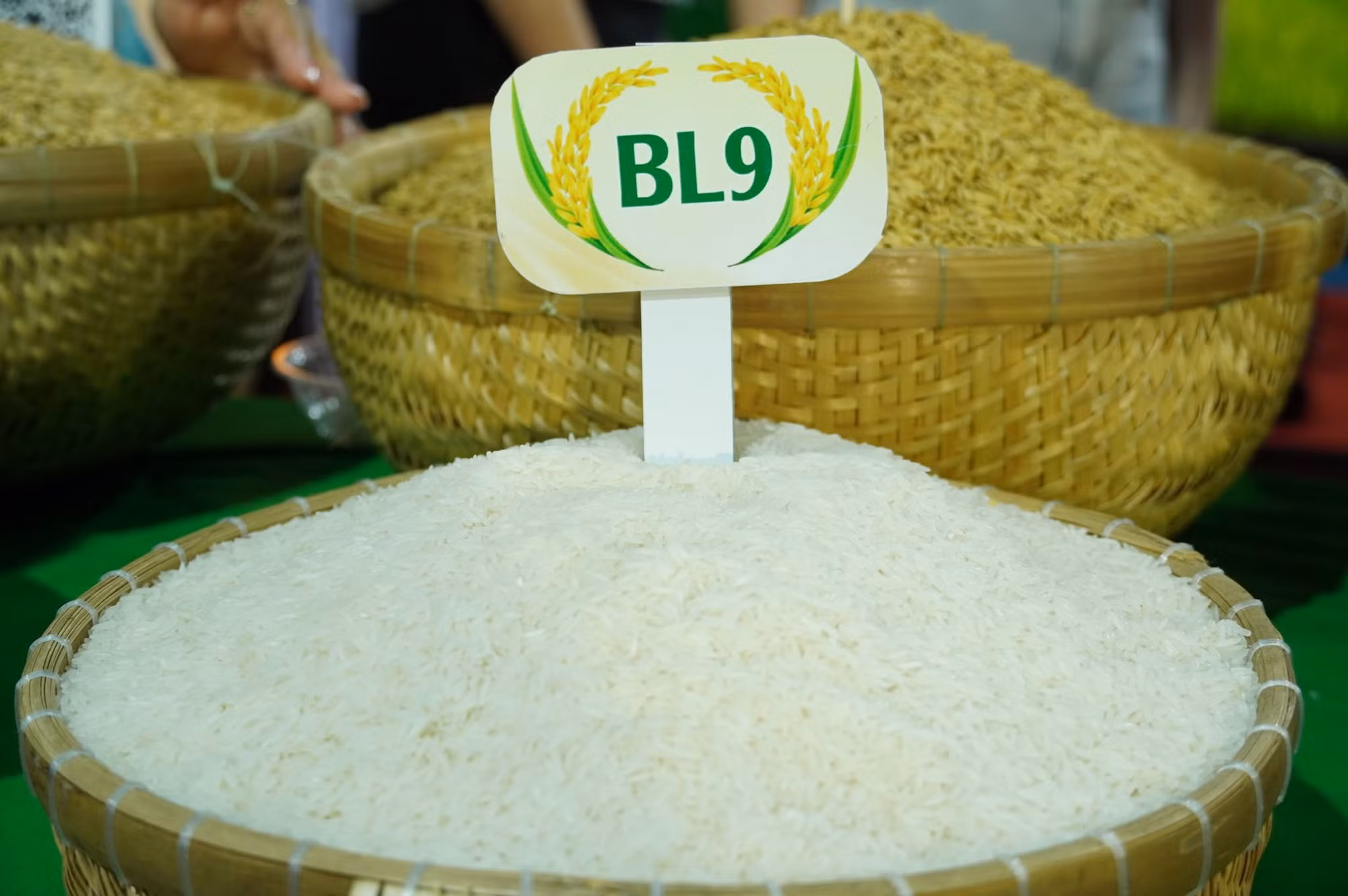 Hạt gạo BL9 đạt độ đồng đều cao, trắng trong, phản ánh quy trình canh tác hữu cơ khắt khe.