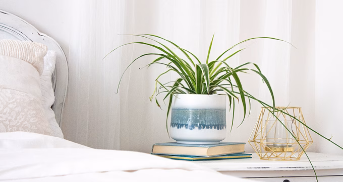Nên đặt chậu dây nhện treo hoặc trên kệ cao để tán lá rủ tự nhiên, giúp tiết kiệm diện tích và tạo cảm giác thư thái. Ảnh: Salisburygreenhouse