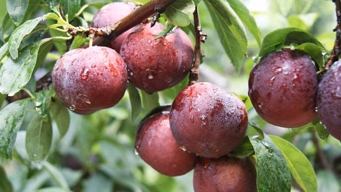 Thành phẩm là bát canh cá riêu mận hậu với màu sắc bắt mắt, vị chua thanh mát rượi.