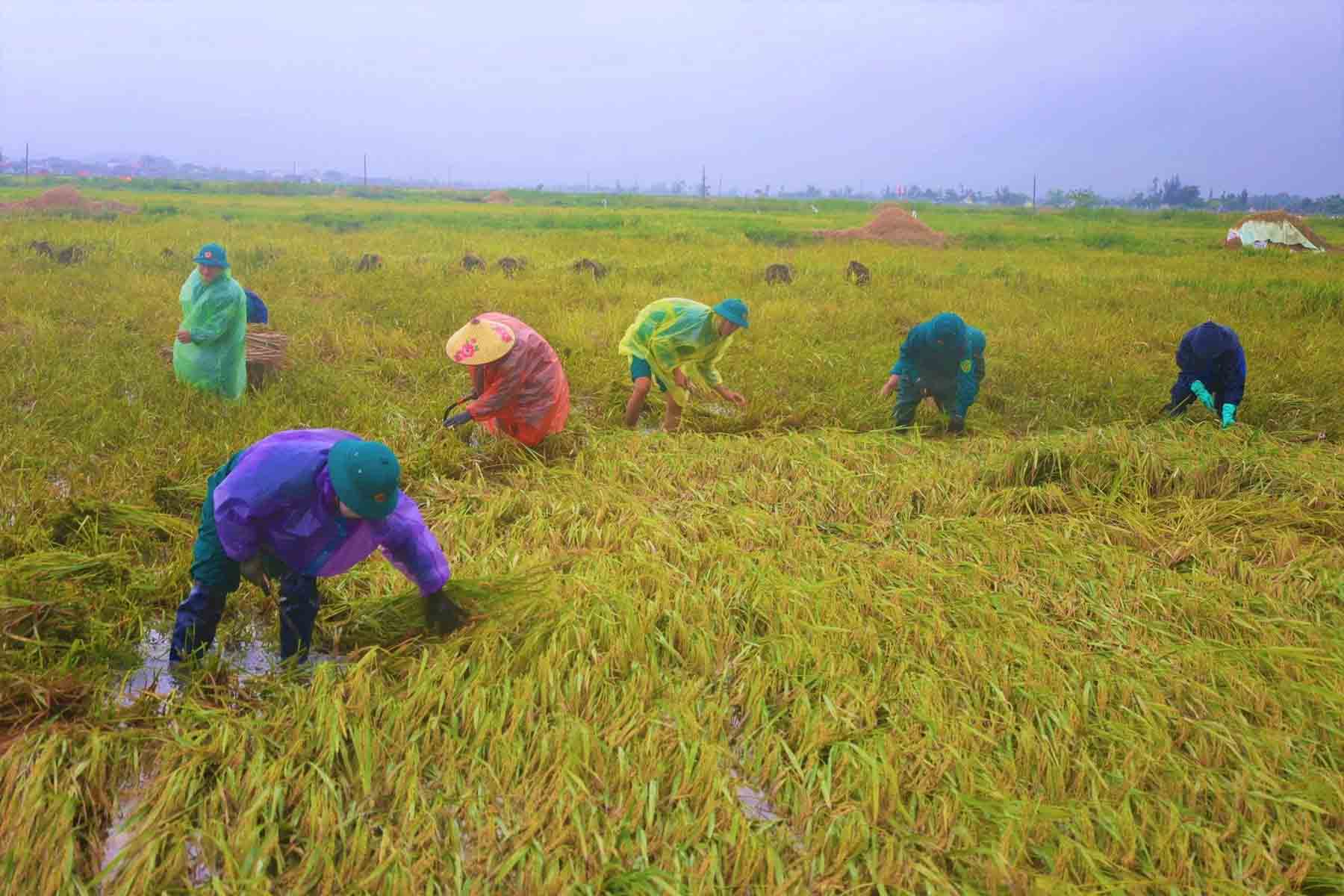 Hình ảnh những cánh đồng lúa bị đổ rạp sau trận dông lốc, gây lo ngại về năng suất thu hoạch. Ảnh: Khắc Mai
