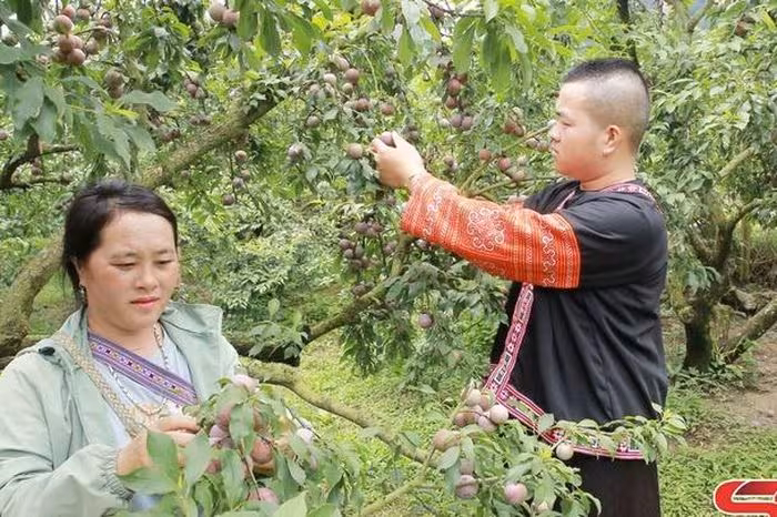 Cao nguyên Mộc Châu mùa mận chín