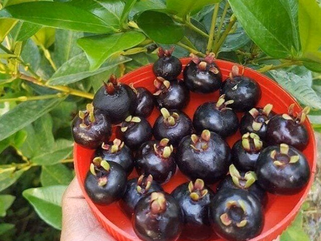 Cherry nhiệt đới thích nghi tốt với khí hậu nắng nóng tại Khánh Hòa