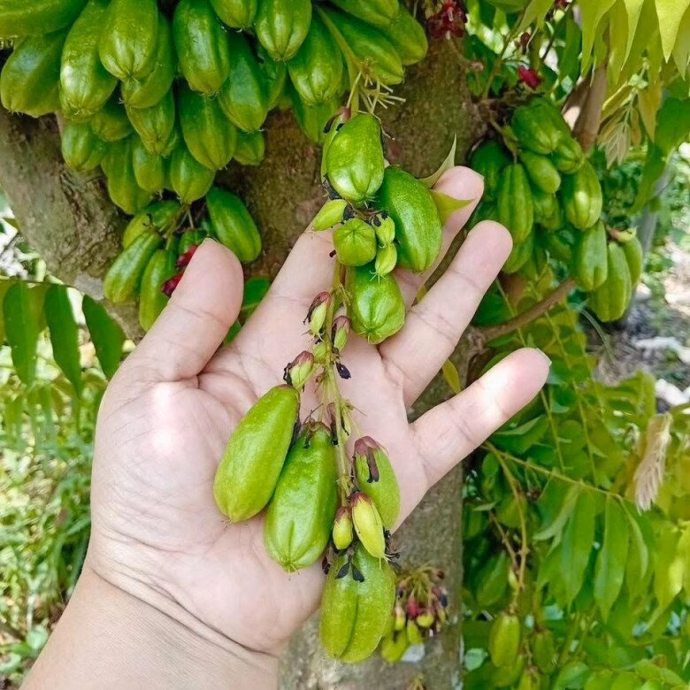 Cây khế tàu cảnh trang trí sân vườn