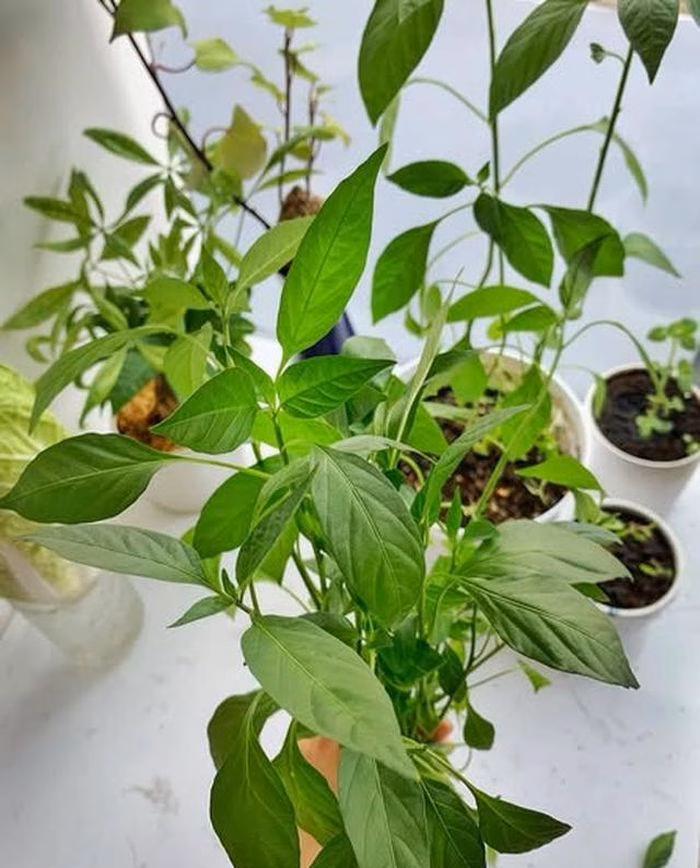 Cây ớt không chỉ cho quả mà lá non còn là thực phẩm hỗ trợ xương khớp tuyệt vời.