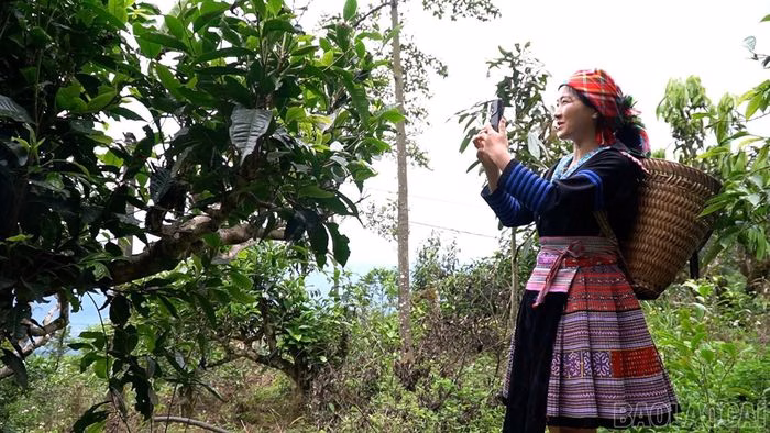 Chị Sổng Thị Mai quảng bá chè Shan tuyết Suối Giàng