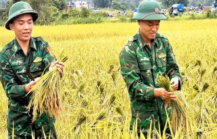 Chiến sĩ Biên phòng hỗ trợ bà con bản Chiếng thu hoạch lúa
