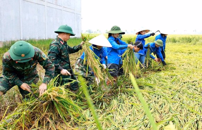 Chiến sĩ và thanh niên hỗ trợ người dân Nghệ An gặt lúa mùa xuân