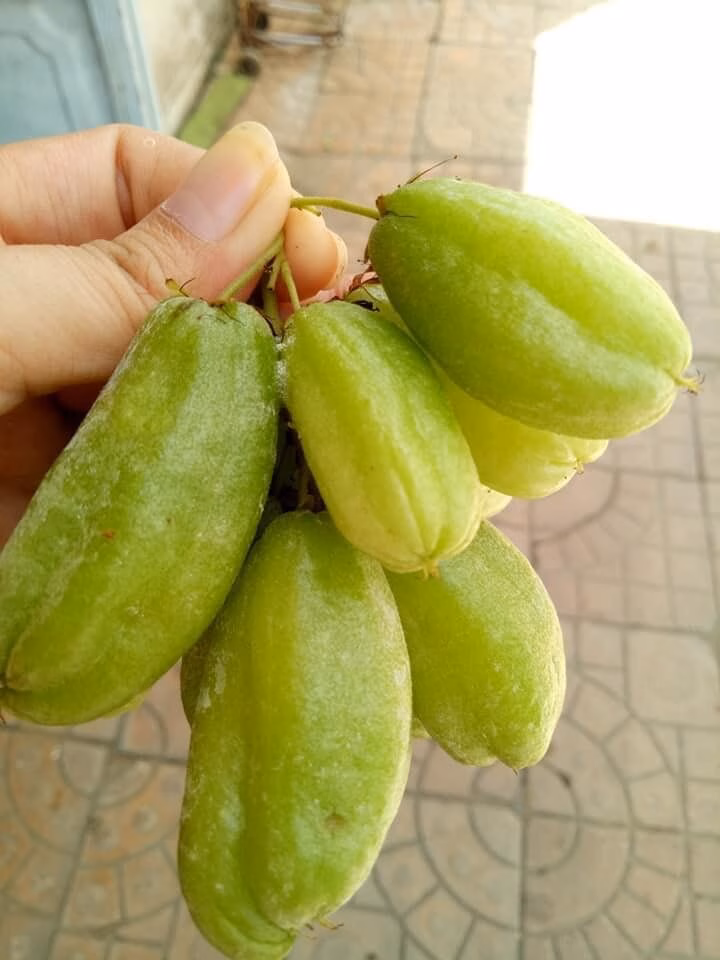 Chùm quả khế tàu mọc dọc thân cây