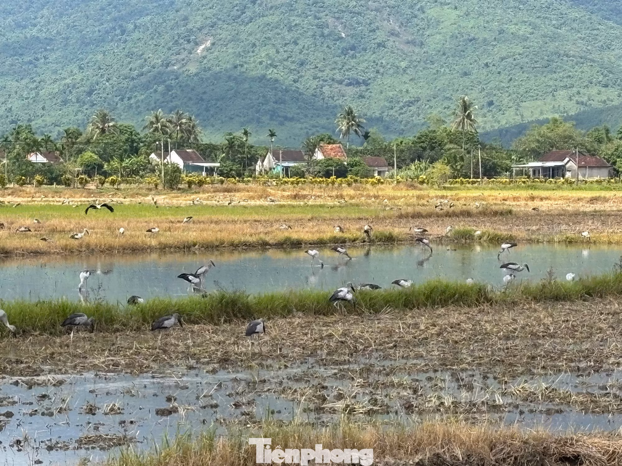 Cò Nhạn trên đồng lúa Mỹ Xuân