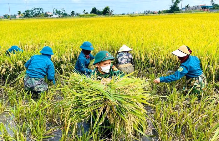 Đoàn viên thanh niên cùng lực lượng vũ trang giúp các gia đình khó khăn thu hoạch lúa.