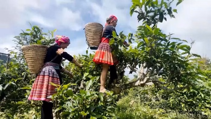 Những thước phim về đời sống thường nhật tại Suối Giàng thu hút hàng triệu lượt quan tâm trên mạng xã hội.