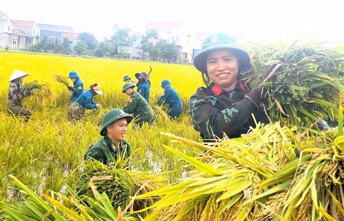 Hình ảnh lực lượng vũ trang xuống đồng giúp dân thu hoạch lúa