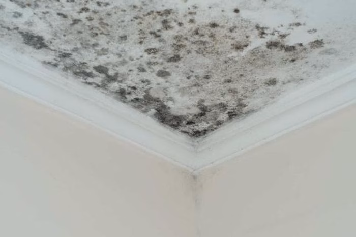 Duy trì sự thông thoáng cho ngôi nhà là chìa khóa vàng để ngăn chặn nấm mốc tái phát.