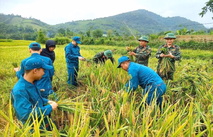 Lực lượng quân sự địa phương giúp dân gặt lúa tại Môn Sơn