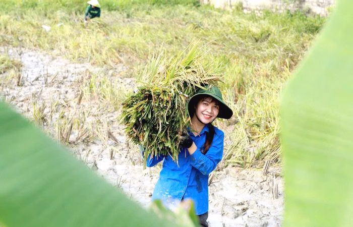 Những nụ cười rạng rỡ của thanh niên và chiến sĩ trên cánh đồng lúa