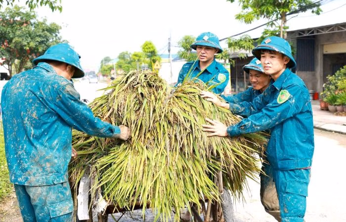 Sự phối hợp nhịp nhàng giữa các lực lượng trong mùa gặt tại Quan Thành