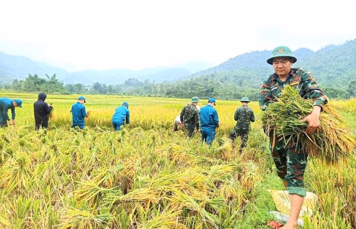 Tinh thần nhiệt huyết của tuổi trẻ và lực lượng vũ trang lan tỏa giữa mùa gặt tất bật.