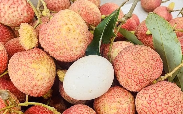 Vải trứng Hưng Yên vào vụ thu hoạch, một tuyệt phẩm nông sản OCOP 4 sao khẳng định đẳng cấp thượng hạng. Ảnh: Nguồn Internet