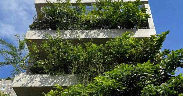 Xu hướng “nhà hộp rỗng” đang thu hút các chủ đầu tư sống xanh