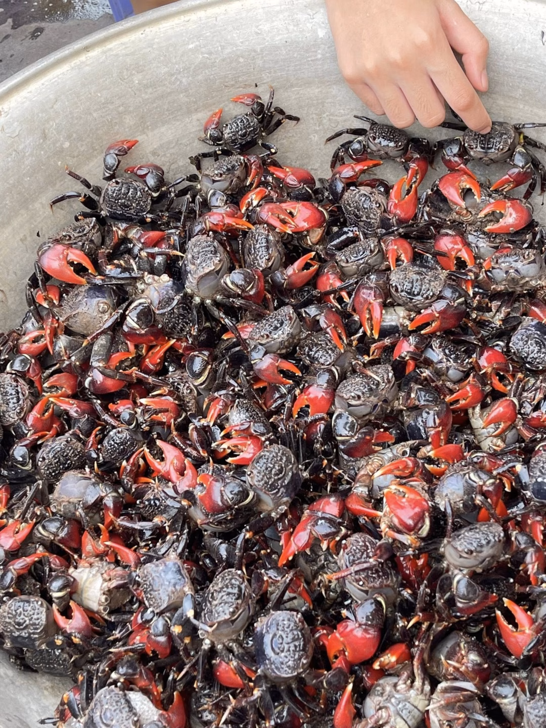 Giá cáy mật dao động khoảng 180.000 - 220.000 đồng/kg tùy thời điểm và kích cỡ.