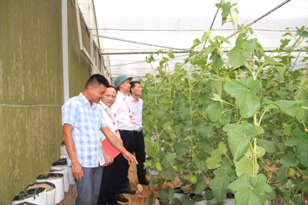 Vốn ngân hàng thúc đẩy nông nghiệp công nghệ cao