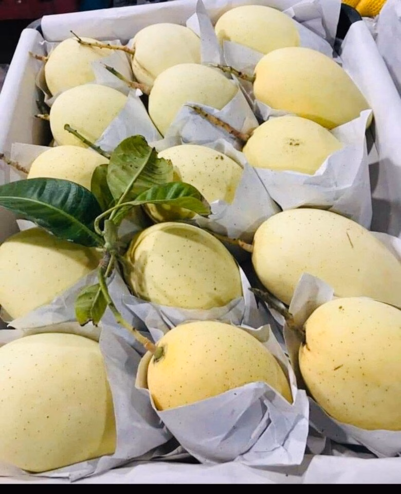 Xoài Cát Chu đặc sản Đồng Tháp